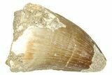 Fossil Mosasaur (Thalassotitan) Tooth - Morocco #374483-1